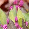 Callicarpa dichotoma 'Issai', fruit