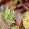 Callicarpa dichotoma 'Issai', fruit