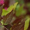 Callicarpa dichotoma 'Issai', fruit