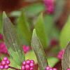 Callicarpa dichotoma 'Issai', fruit