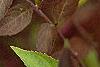 Callicarpa dichotoma 'Issai', fruit