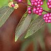 Callicarpa dichotoma 'Issai', fruit
