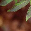 Callicarpa dichotoma 'Issai', fruit