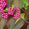 Callicarpa dichotoma 'Issai', fruit