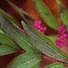Callicarpa dichotoma 'Issai', fruit
