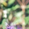 Caryopteris x clandonensis, flowers