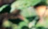Caryopteris x clandonensis, flowers