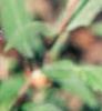 Caryopteris x clandonensis, flowers