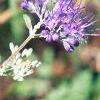 Caryopteris x clandonensis, flowers