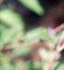 Caryopteris x clandonensis, flowers
