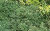 Caryopteris x clandonensis 'Worcester Gold', habit