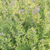 Caryopteris x clandonensis 'Worcester Gold', habit