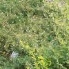 Caryopteris x clandonensis 'Worcester Gold', habit