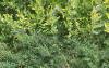 Caryopteris x clandonensis 'Worcester Gold', habit