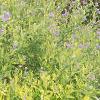 Caryopteris x clandonensis 'Worcester Gold', habit