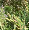 Caryopteris x clandonensis 'Worcester Gold', habit