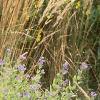 Caryopteris x clandonensis 'Worcester Gold', habit