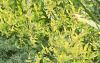 Caryopteris x clandonensis 'Worcester Gold', habit