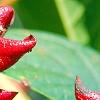 Clerodenrum indicum, fruit