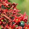 Clerodenrum indicum, fruit