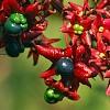 Clerodenrum indicum, fruit