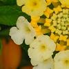 Lantana camara 'Balucemlow', flowers