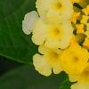 Lantana camara 'Balucemlow', flowers
