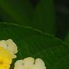 Lantana camara 'Balucemlow', flowers