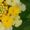 Lantana camara 'Balucemlow', flowers