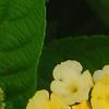 Lantana camara 'Balucemlow', flowers
