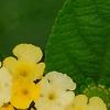 Lantana camara 'Balucemlow', flowers