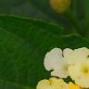 Lantana camara 'Balucemlow', flowers