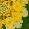 Lantana camara 'Balucemlow', flowers