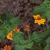 Lantana 'Miss Huff', habit