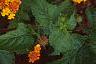 Lantana 'Miss Huff', habit