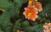 Lantana 'Miss Huff', habit
