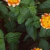 Lantana 'Miss Huff', habit