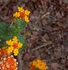 Lantana 'Miss Huff', habit