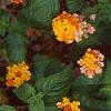 Lantana 'Miss Huff', habit