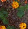 Lantana 'Miss Huff', habit