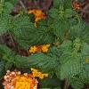 Lantana 'Miss Huff', habit