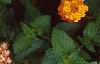 Lantana 'Miss Huff', habit