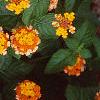 Lantana 'Miss Huff', habit