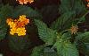 Lantana 'Miss Huff', habit