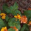 Lantana 'Miss Huff', habit