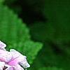 Lantana montevidensis, flowers