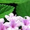 Lantana montevidensis, flowers