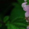 Lantana montevidensis, flowers