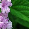 Lantana montevidensis, flowers