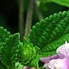 Lantana montevidensis, flowers